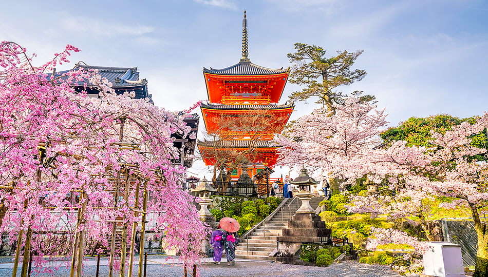 봄바람이 살랑이는 일본 
벚꽃 쿠폰 5천원