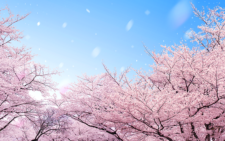 로맨틱한 핑크빛의 향연, 일본 벚꽃 자유여행