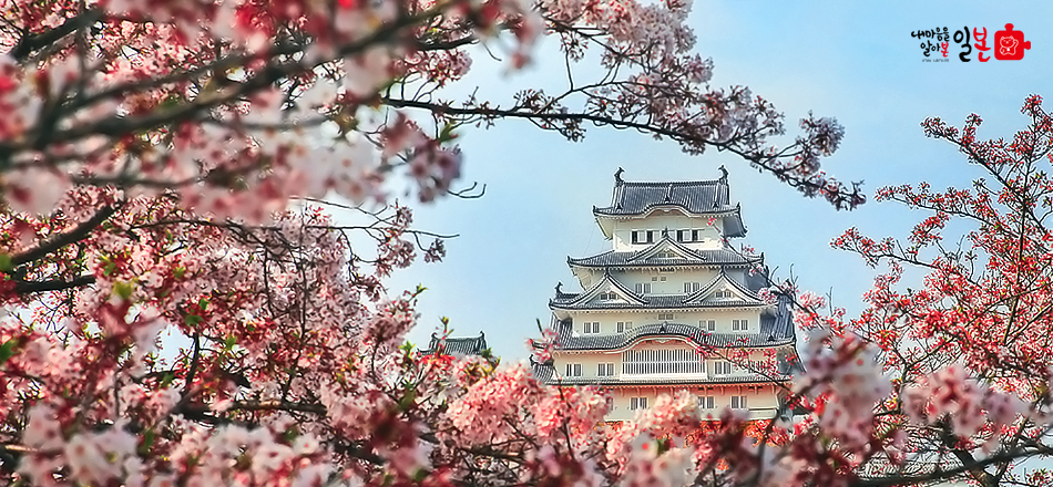 로맨틱한 핑크빛의 향연, 일본 벚꽃 자유여행